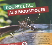 Moustique tigre