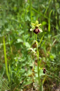 Ophrys Sphegodes (Aranifera)