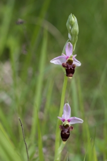 Ophrys Scolopax