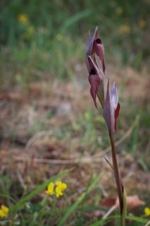 Serapias Vomeracea