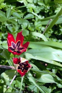 Tulipes d'Agen