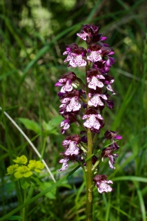 Orchis Purpurea