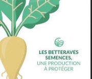 Betteraves semences